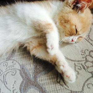 日本黄页网站免费大全
